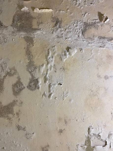 Attic Mold Removal in Buckhall, VA