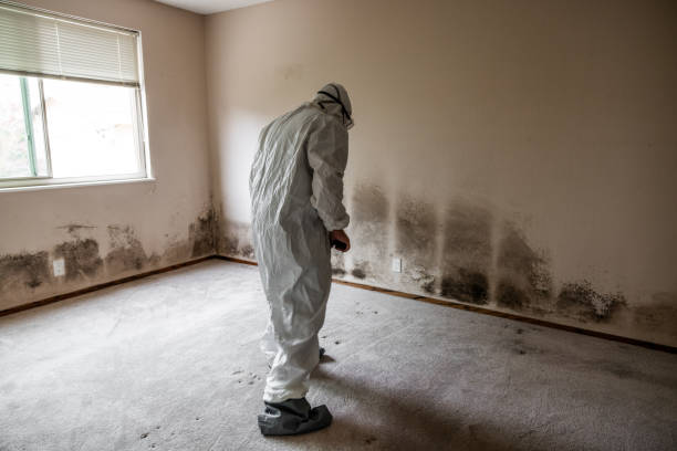 Best Mold Damage Repair  in Buckhall, VA