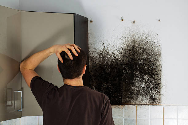 Best Black Mold Removal  in Buckhall, VA
